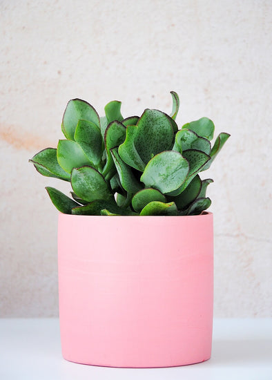 Solid pink planter, handmade by Salt Studios. Ten centimetres tall and ten centimetres wide.