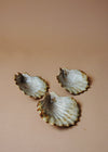Three ceramic scallop shells glazed in cream and light brown. 