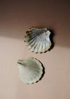 Two ceramic scallop shells glazed in cream and light brown. One shell is upside down showing its unglazed side with the artist's signature etched into the clay.