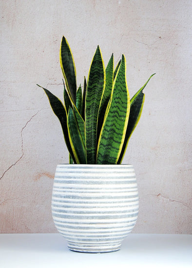 A snake plant displayed in a striped stoneware planter. The Planter has a grey base and white crackle glaze stripes. Height nineteen centimetres and width twenty centimetres.