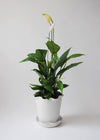 Stoneware planter and saucer with a white glaze. Both planter and saucer have a frilly edge. A peace lily is displayed in the planter.