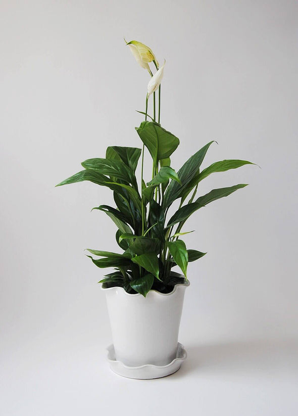 Stoneware planter and saucer with a white glaze. Both planter and saucer have a frilly edge. A peace lily is displayed in the planter.