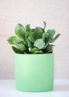 Solid green planter, handmade by Salt Studios. Ten centimetres tall and ten centimetres wide.