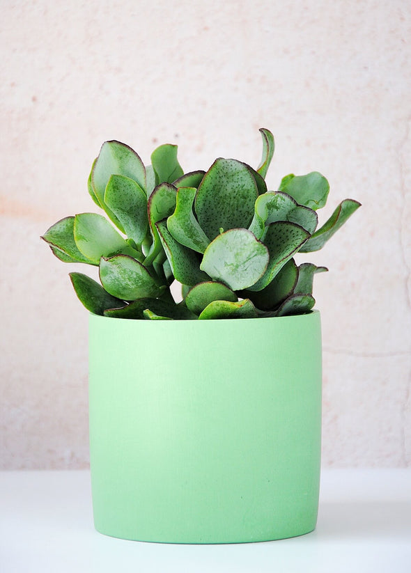Solid green planter, handmade by Salt Studios. Ten centimetres tall and ten centimetres wide.