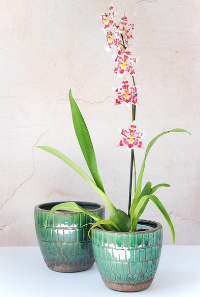 Featuring a geometric design, these planters are made from terracotta with a lovely deep jewel green glaze. Available in two sizes to suit small to medium sized house plants. The smaller planter displays an exotic orchid plant. Dimensions: Small: Height thirteen centimetres, Width fifteen centimetres. Medium: Height fifteen centimetres, Width sixteen point five centimetres.
