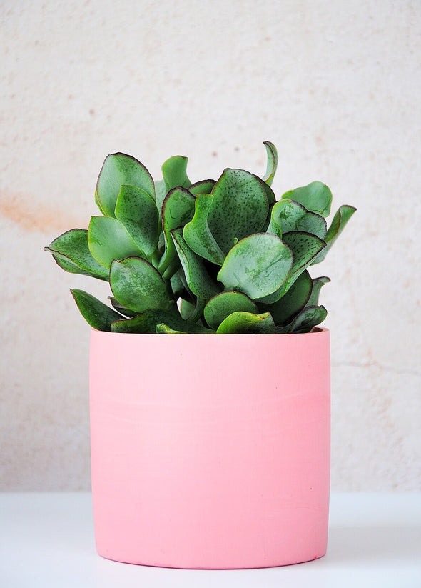 Solid pink planter, handmade by Salt Studios. Ten centimetres tall and ten centimetres wide.